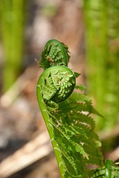 Young fern leaf — Stock Photo, Image