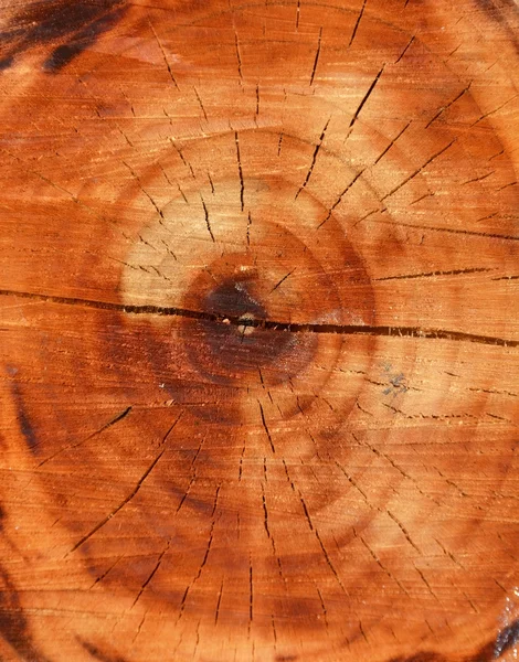 Slice of wood timber — Stock Photo, Image