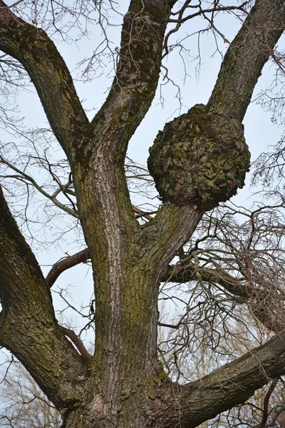 Nackte Eiche — Stockfoto