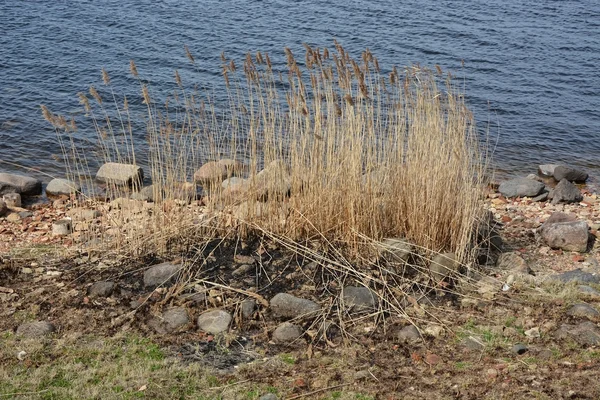 Havet med en rush-växter — Stockfoto