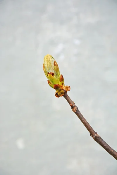 Boom bud close-up — Stockfoto