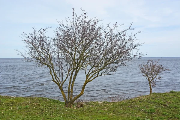 Única árvore no lago Ladoga — Fotografia de Stock