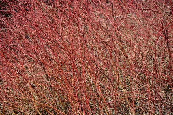 Derain blood red as a background — Stock Photo, Image