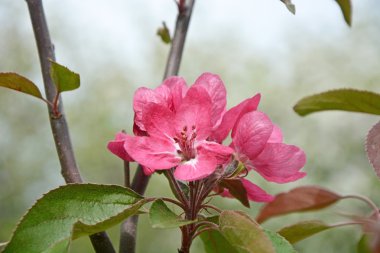 Parkta Blooming elma ağacı