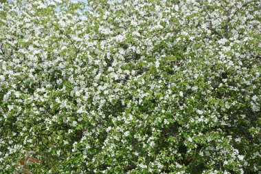 Parkta Blooming elma ağacı