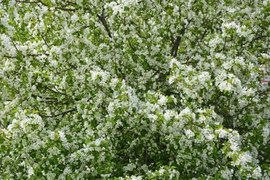 Parkta Blooming elma ağacı