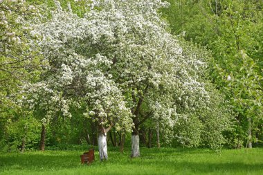 Parkta Blooming elma ağacı
