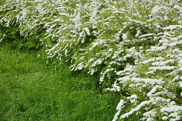 Witte spirea — Stockfoto