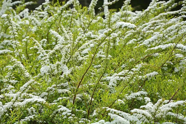 White spirea — Stock Photo, Image