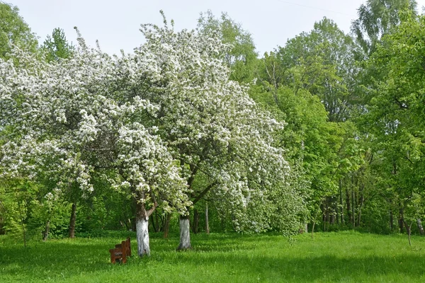 Цветущая яблоня в парке — стоковое фото