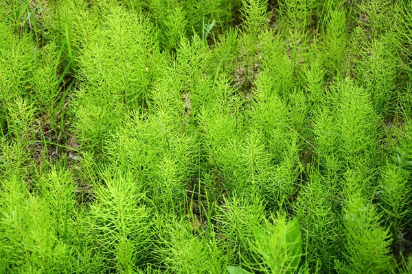 Antica pianta come sfondo nella stagione primaverile — Foto Stock