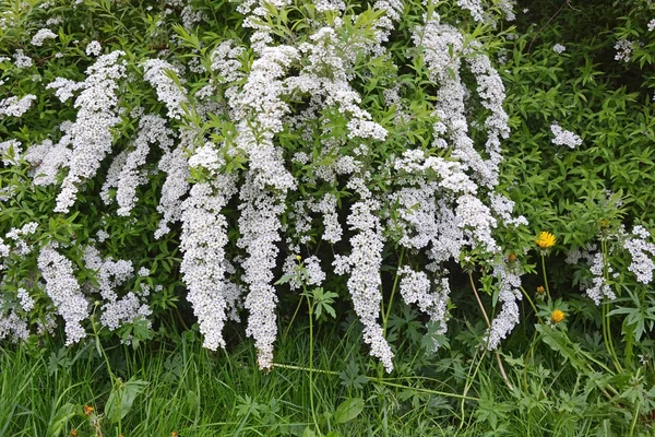 Άσπρο spirea — Φωτογραφία Αρχείου