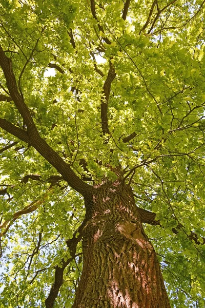 Yaz sezonunda, yeşil meşe ağacı — Stok fotoğraf