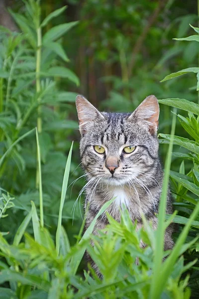 Portrait de chat sauvage — Photo