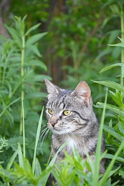 野生の猫の肖像画 — ストック写真