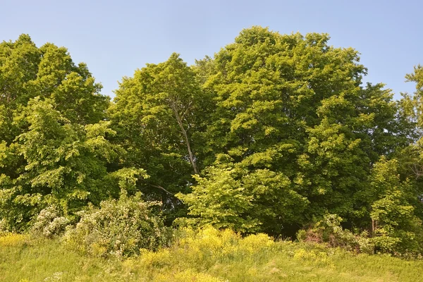 Foresta con alberi diversi in campagna — Foto Stock