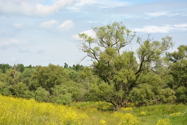 Grand saule au champ avec fleur au soleil — Photo