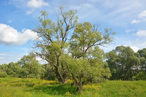 Big willow drzewa na polu z kwiatem w słoneczny dzień — Zdjęcie stockowe