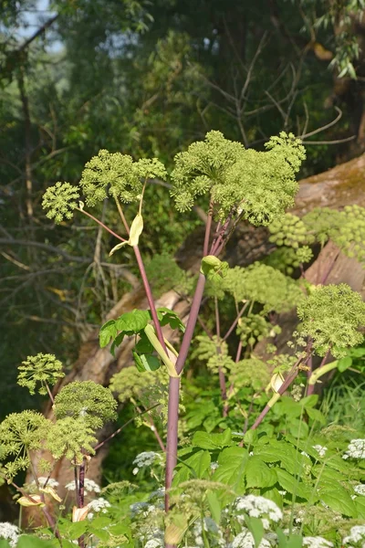 Cowparsnip no dia de verão — Fotografia de Stock