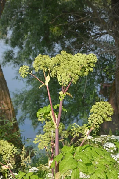 Cowparsnip no dia de verão — Fotografia de Stock