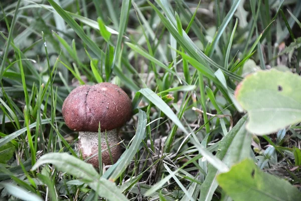 Edible mushroom — Stock Photo, Image