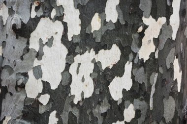 Platan ağaç kabuğu