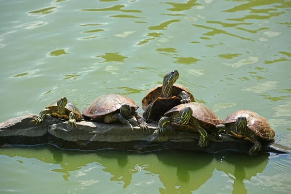 Schildpadden — Stockfoto