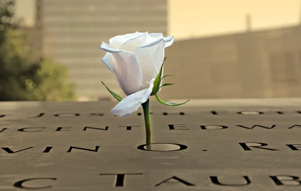 White rose at the 9-11 Memorial on August 07, 2013 in New York City — Stock Photo, Image