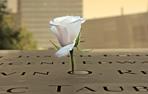 Beyaz 9-11 anma töreninde 07 Ağustos 2013 New York'ta gül