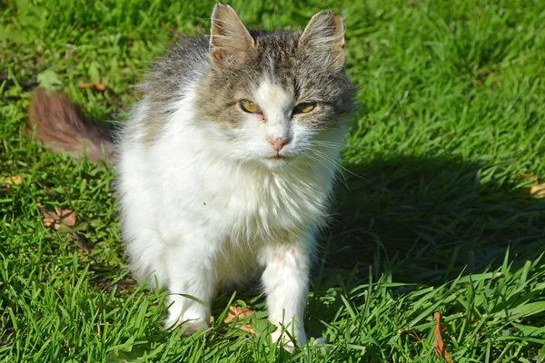面白い猫草の上 — ストック写真