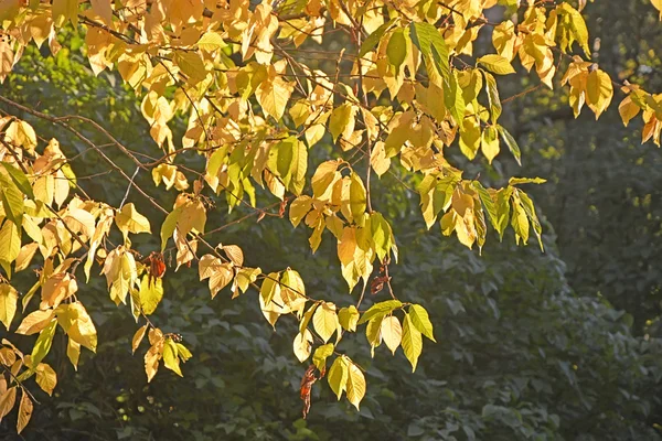 Colors of autumn — Stock Photo, Image