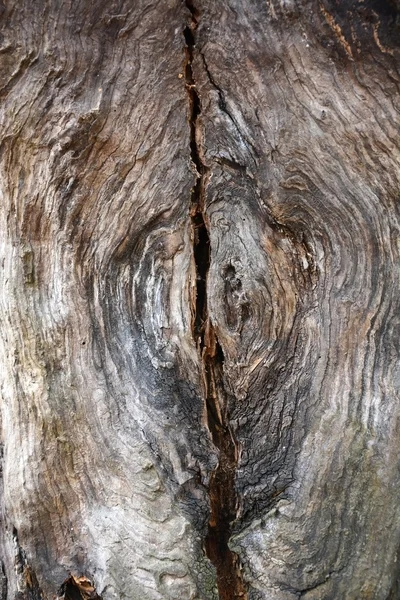 Ağaç gövdesi, ahşap arka plan