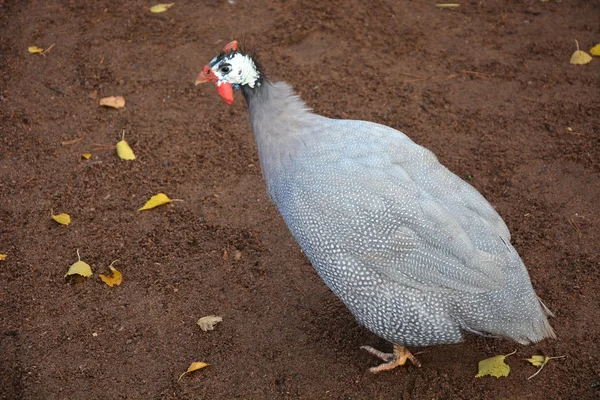 Hermoso pájaro de Guinea — Foto de Stock