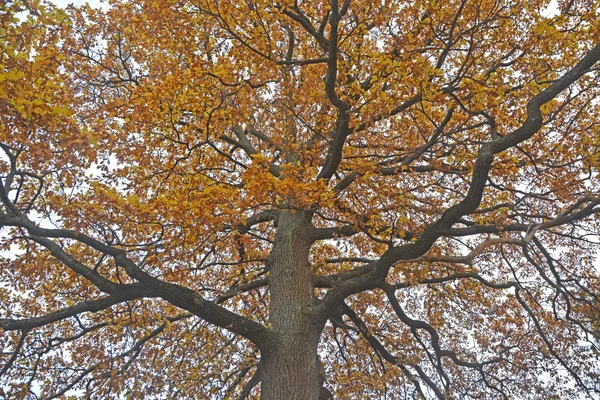 秋天的金橡树 — 图库照片