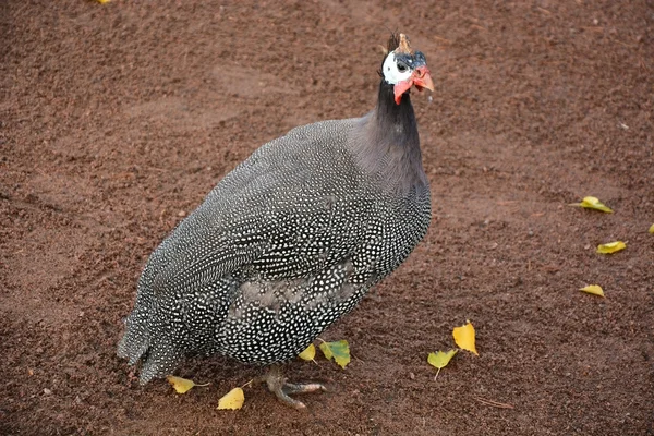 Hermoso pájaro de Guinea —  Fotos de Stock