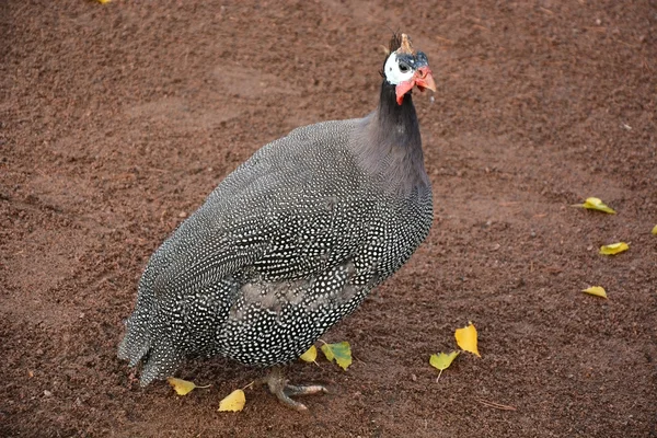 Beautiful Guinea Fowl Bird — Stock Photo, Image