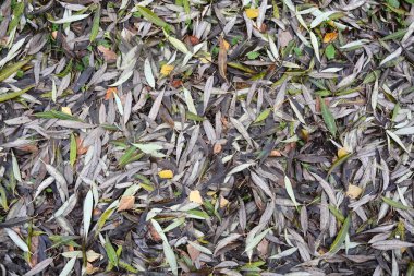 Arka plan olarak sonbahar yaprakları