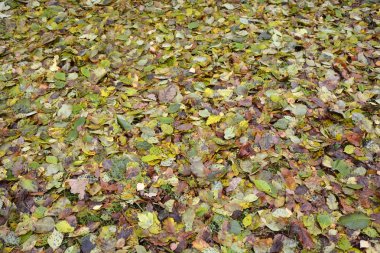 Arka plan olarak sonbahar yaprakları