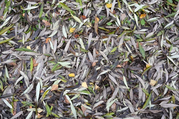 Arka plan olarak sonbahar yaprakları