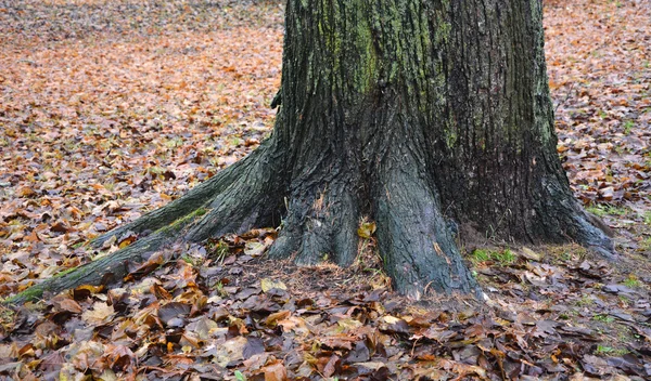 Le tronc du grand sapin argenté — Photo