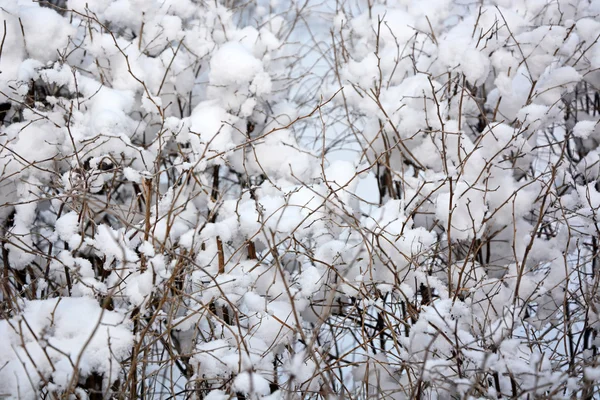 Bush s sněhová čepice vypadá to jako bavlna — Stock fotografie