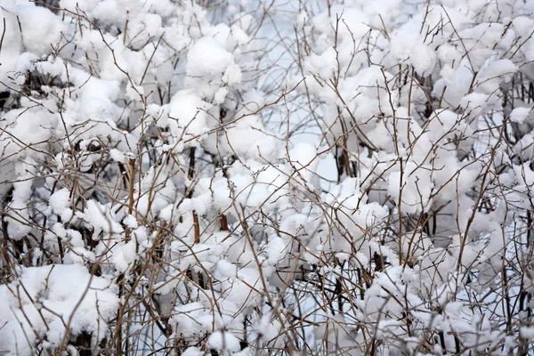 Bush avec casquettes de neige ressemble à du coton — Photo