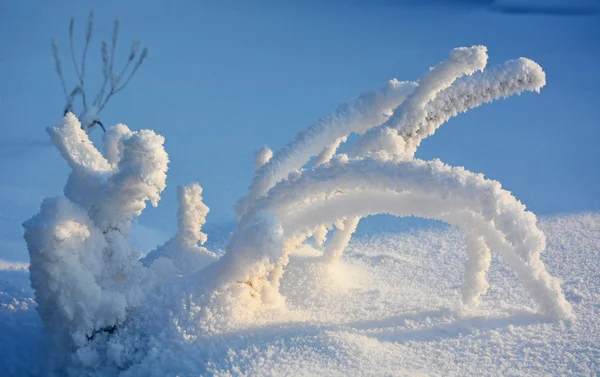 Gefrorener Baum am winterlichen Meeresufer — Stockfoto