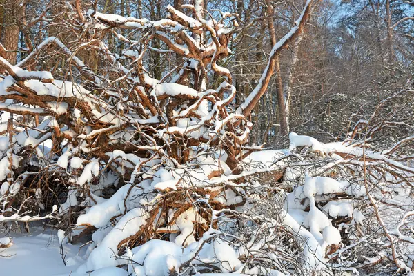 Broken pine tree at winter season — Stock Photo, Image