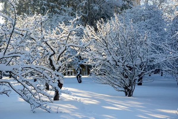 Äppelträd i trädgården på vintern — Stockfoto
