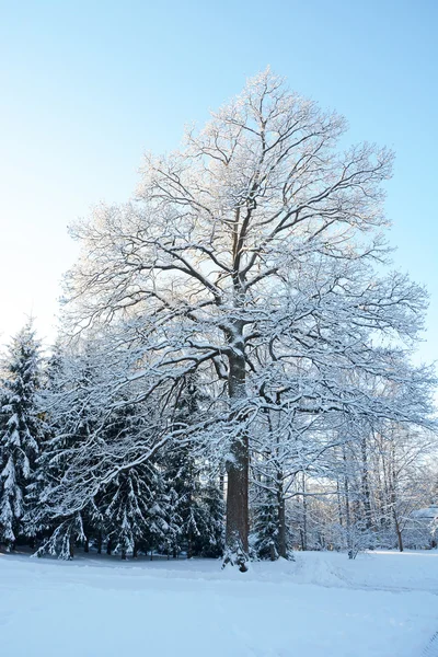 Enda vinter ek på solnedgången. Winer scen — Stockfoto