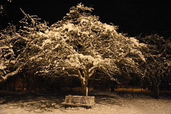 Pommier à la saison d'hiverla nuit — Photo