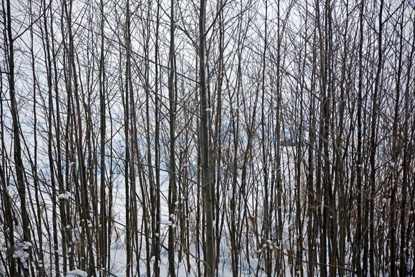 Hiver forêt-hiver scène, fond — Photo