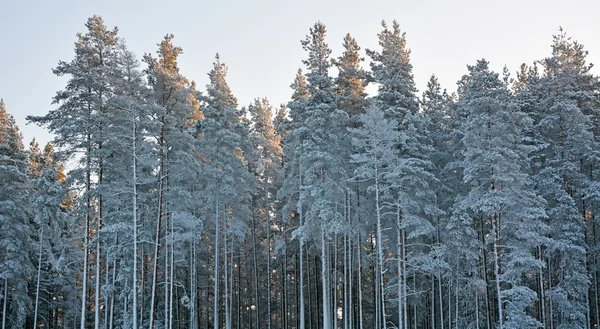 Vinter skog med vintergröna träd — Stockfoto