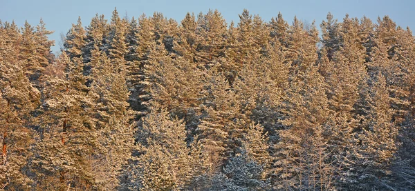 Vinter skog med vintergröna träd — Stockfoto